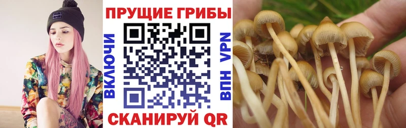 Псилоцибиновые грибы Cubensis  купить наркотики сайты  Пучеж 